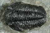 Detailed Proetid (Gerastos) Trilobite Fossil - Morocco #325847-1